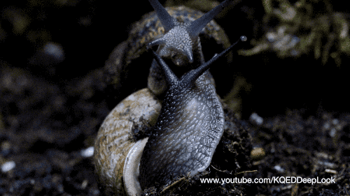 snail GIF by PBS Digital Studios
