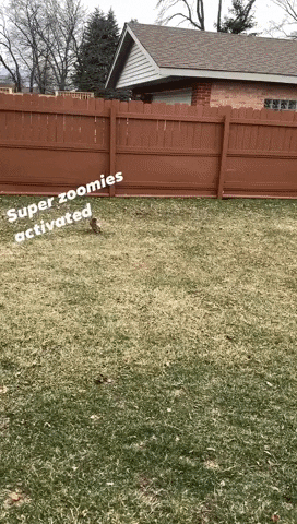 Dogs Running GIF by A Magical Mess