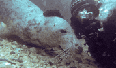 business diving GIF