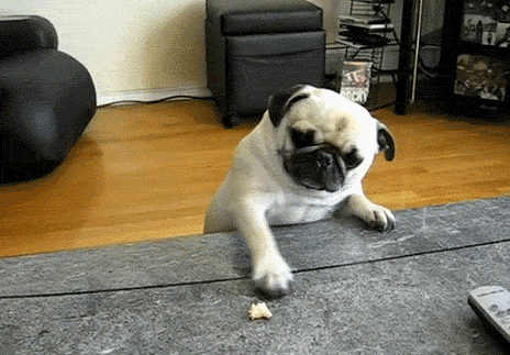 anticipation GIF