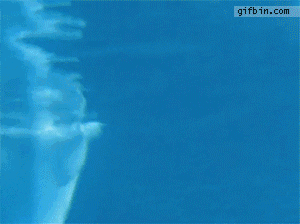 Dolphin Rings GIF