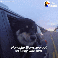 dog GIF by The Dodo