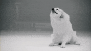 westminsterkennelclub wkcdogshow dog show wkc great pyrenese GIF