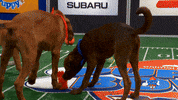 Animal Planet Football GIF by Puppy Bowl