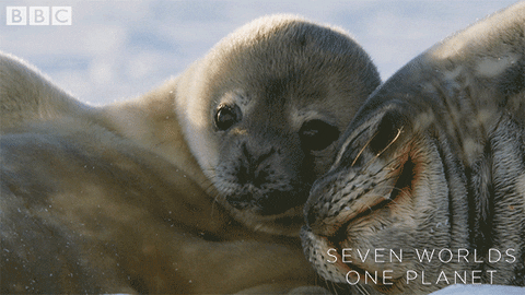 Baby Pup GIF by BBC Earth