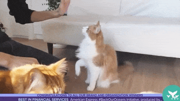 Shortys GIF by Shorty Awards