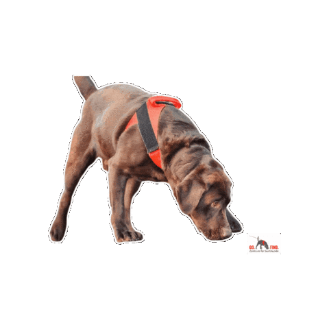 Dog Labrador Sticker by GO FIND Suchhunde