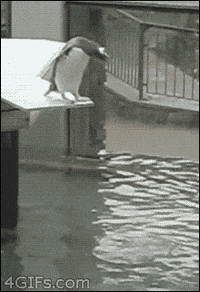 scared penguin GIF