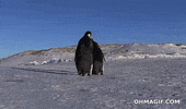 penguin oops GIF