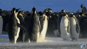 discovery channel lol GIF