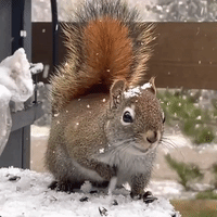 Snow-Hatted Squirrel Nibbles on Food