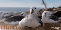 Bbc One Wildlife GIF by BBC