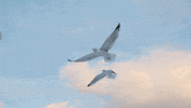 Seagulls GIF by erica shires