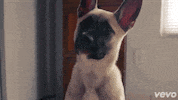 GIF by Vevo