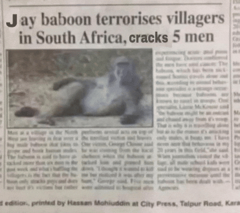 Baboonrampagenewsmeme GIF