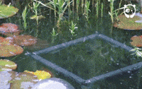 aquarium satisfying GIF