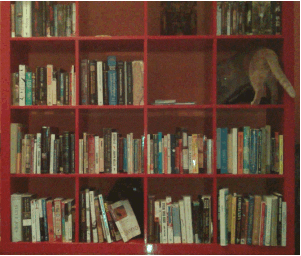 cat books GIF