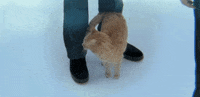 Season 3 Cat GIF by Paramount+