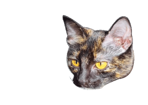 Cat Sticker by Haute Media