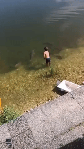 Little Boy Feeds His Giant Fish Friends