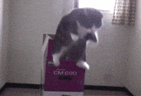 jondoogin  GIF