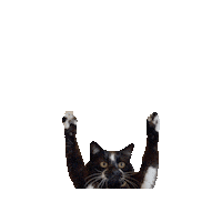 National Cat Day Sticker by Gray Hat Films