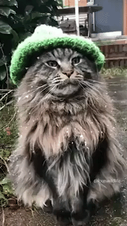 Striking Cat is Ready for the Snow