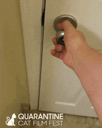 RowHousePGH cat cats adorable pets GIF