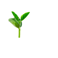 Soja Semente Sticker by paiolsementes