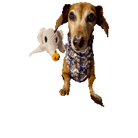 Nightmare Before Christmas Daschund Sticker by Geekster Pets