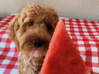 Hungry Dog GIF by GIPHY Studios 2021