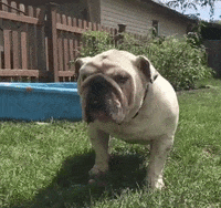 drake mascot GIF by DrakeUGriff