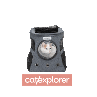 Cat Apollo Sticker by Catexplorer