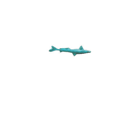 Excited Great White Sticker by Shark Week