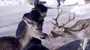 Parc Omega Deer GIF by gunnarolla