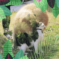 cat love GIF by Julia Sinelnikova