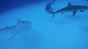 Tiger Shark GIF by Nat Geo Wild