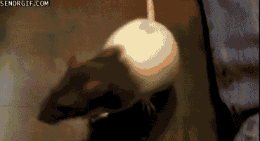 rat running GIF by Cheezburger