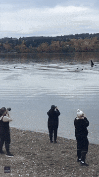 Onlookers Enjoy 'Magical' Encounter With Orcas, but Experts 'Perplexed'
