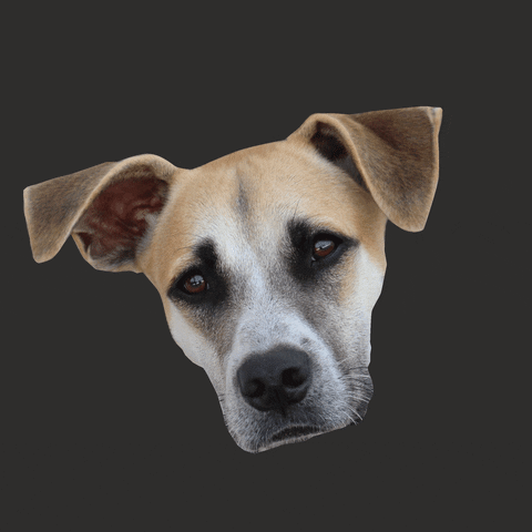 GIF by KITEYLOOPY