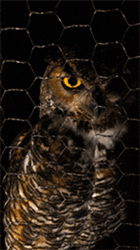 cabezaenlaluna giphyupload night dark owl GIF
