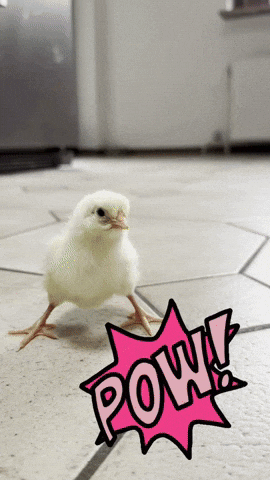 Angry Chicken GIF