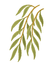 Tree Trail Sticker