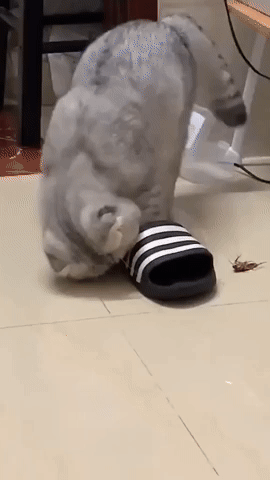 cuteanimalland giphyupload GIF