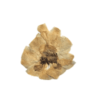 Osn Dried Flowers Sticker by Our Second Nature