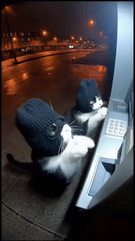 paolog67 giphyupload cats atm criminals GIF