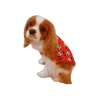 Cavalier Sticker