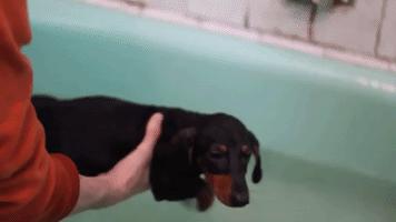 Little Dachshund Ajax Learns to Swim