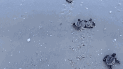 sea turtle GIF