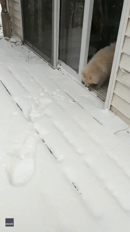 Cool Customer: Cautious Puppy Touches Snow for the First Time